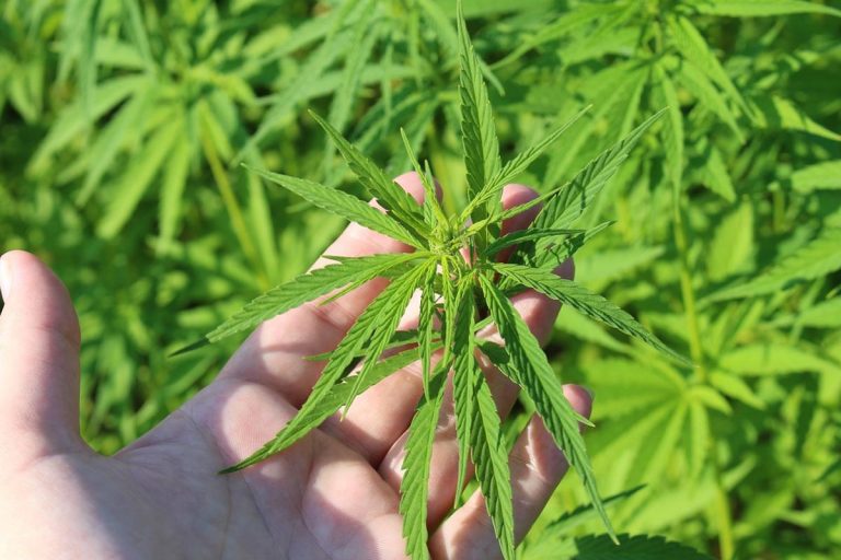 Co warto wiedzieć o hydroponicznej uprawie marihuany?