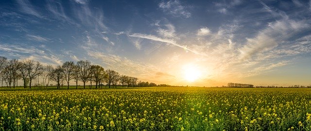 Insektycydy biologiczne: zrównoważony rozwój w ochronie roślin